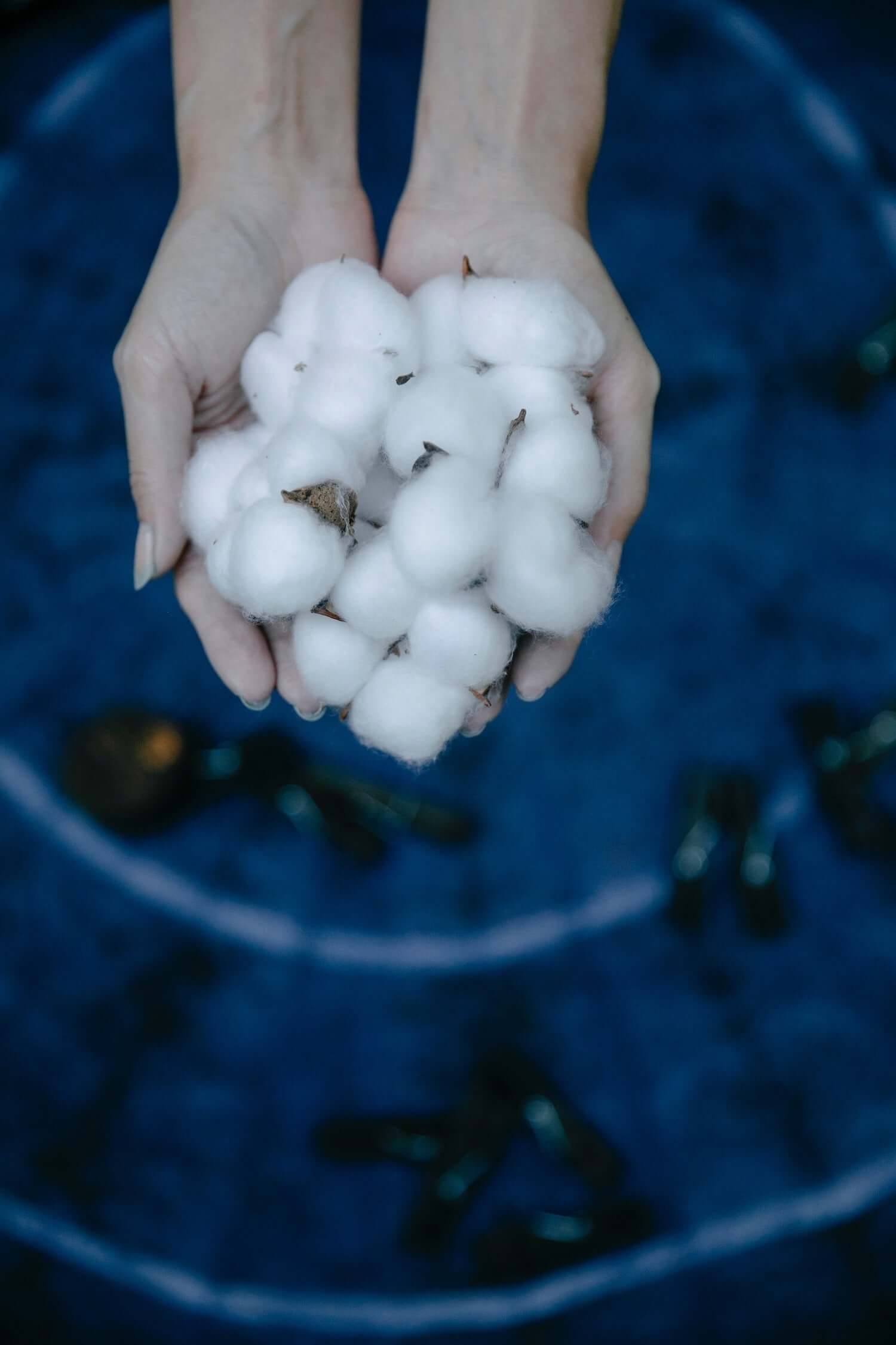 A couple of hands holding cotton flowers.